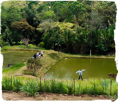 GRANJA MANDIVÁ​
