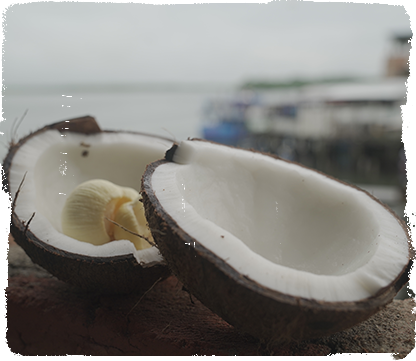 COOMUNTU - COCONUT AND COCOA