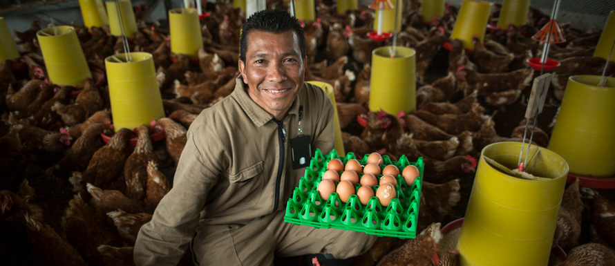 Foto de hombre en un gallinero con una cubeta de huevos en la mano izquierda, rodeado de gallinas comiendo en comederos