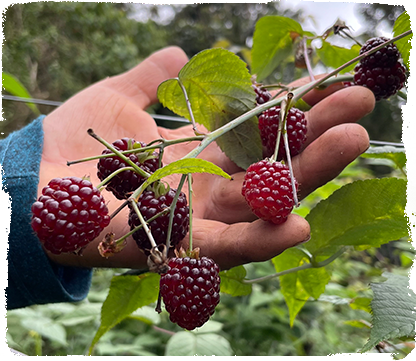 MORAS POR LA PAZ​