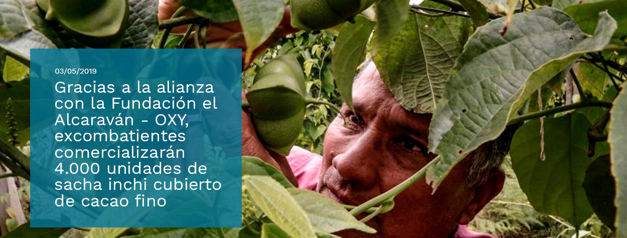 Excombatientes, comercializarán Cacao fino en Arauca