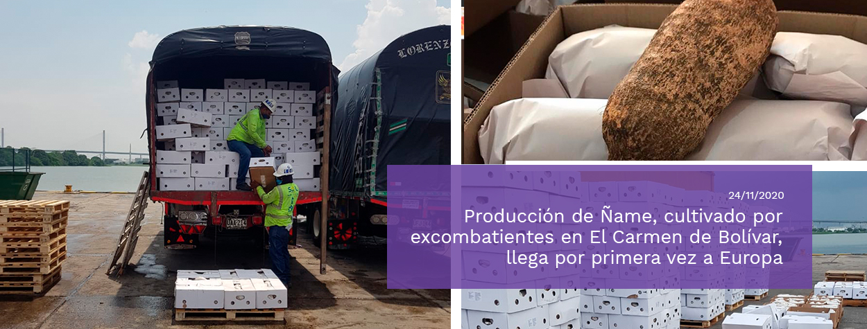 El cargamento de ñame de El Carmen de Bolívar, con aporte de excombatientes  en reincorporación, partió del Puerto de Cartagena