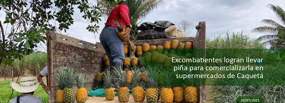 Excombatientes logran llevar piña para comercializarla en supermercados de Caquetá