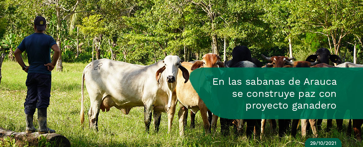 Proyecto ganadero impulsa el desarrollo de personas en reincorporación, en Arauca