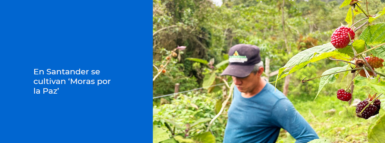 Son un total de 700 plantas, distribuidas en una hectárea, las que conforman el cultivo de moras establecido por una persona en 